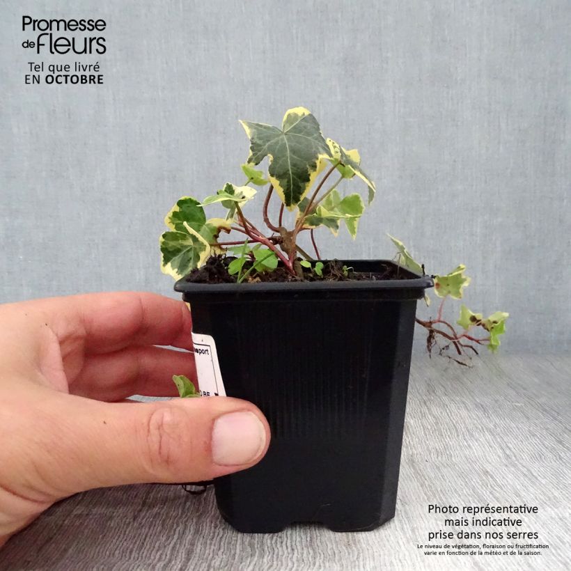 Ejemplar de Hiedra Goldchild Maceta de 8/9 cm entregado en otoño