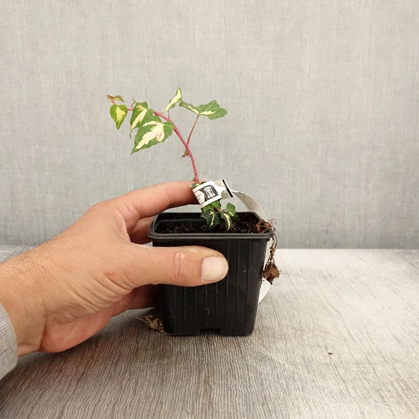 Ejemplar de Hiedra Goldheart Maceta de 8/9 cm entregado en otoño