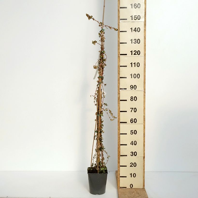 Hiedra Goldheart Maceta 4L/5LAltura de entrega aprox. 100/150cm Ejemplar entregado en la primavera