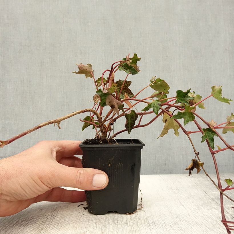 Ejemplar de Hiedra Ivalace Maceta de 8/9 cm entregado en otoño