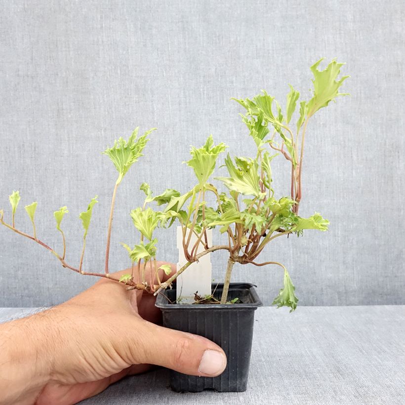 Ejemplar de Hedera helix Ivalace Mutation Maceta de 8/9 cm entregado en verano