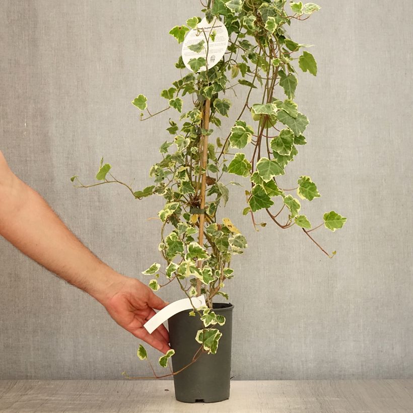 Ejemplar de Hiedra Marginata Elegantissima Maceta 2L/3LAltura de entrega aprox. 60/70cm entregado en verano