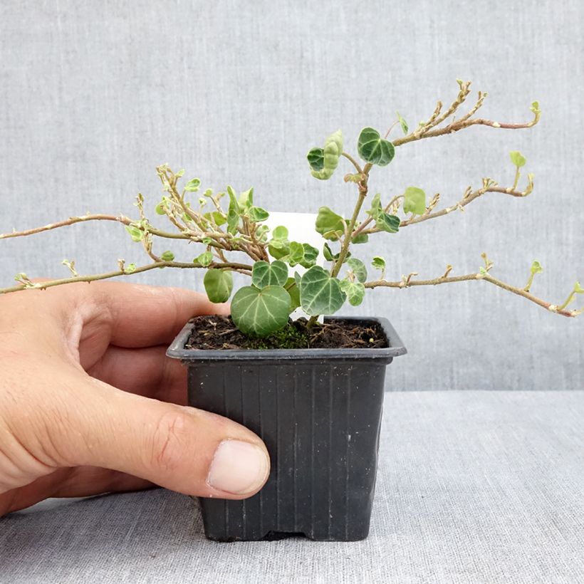 Ejemplar de Hedera helix Peter Pan Maceta de 8/9 cm entregado en verano