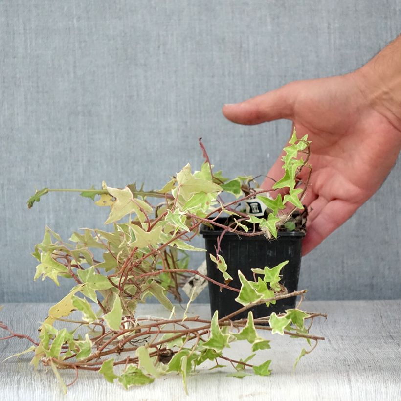 Ejemplar de Hiedra Sagittifolia Variegata Maceta de 8/9 cmAltura de entrega aprox. 15/20cm entregado en verano