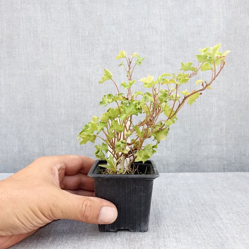 Ejemplar de Hedera helix Tango Maceta de 8/9 cm entregado en verano