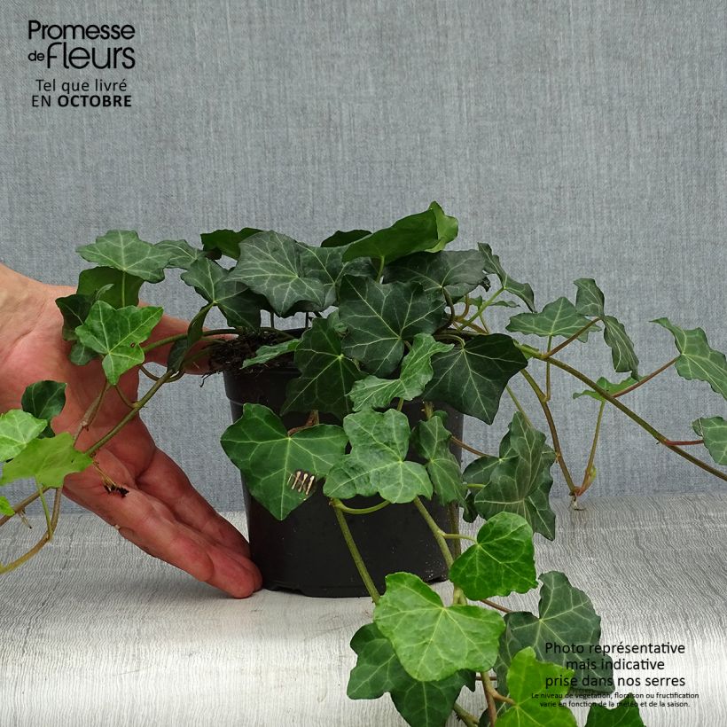 Ejemplar de Hiedra irlandesa - Hedera hibernica Maceta 1L/1,5L entregado en otoño