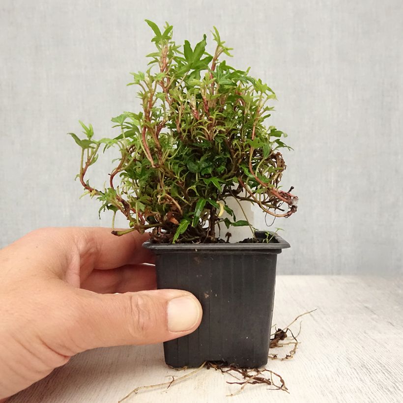 Ejemplar de Hiedra Dyinnii Maceta de 8/9 cm entregado en verano