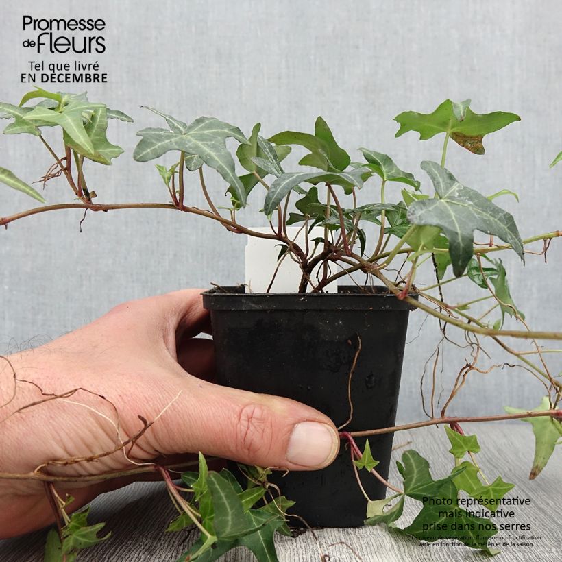 Ejemplar de Hiedra Sagittifolia Maceta de 8/9 cm entregado en otoño