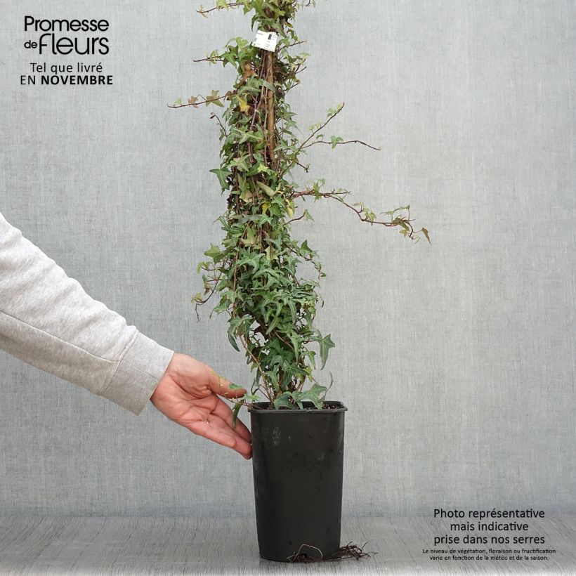 Ejemplar de Hiedra Sagittifolia Maceta 2L/3L entregado en otoño