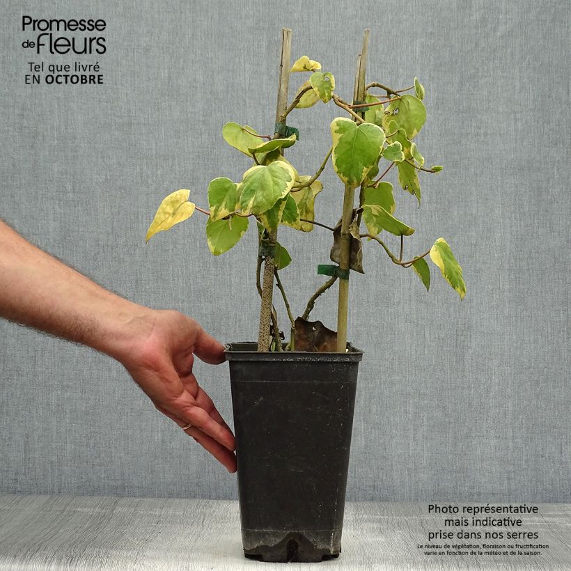 Ejemplar de Hiedra de Persia Dentata Variegata Maceta 2L/3L entregado en otoño