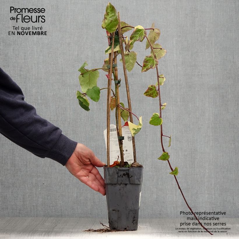 Ejemplar de Hiedra de Persia Dentata Variegata Maceta 1L/1,5L entregado en otoño