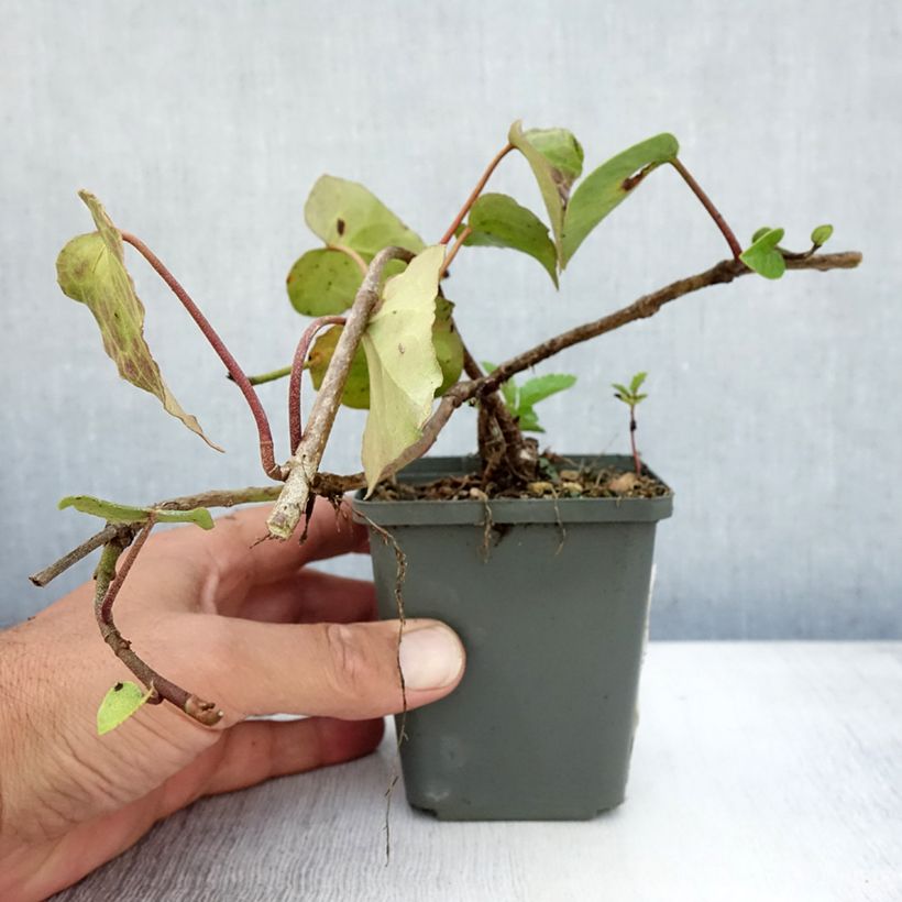 Ejemplar de Hiedra de Persia - Hedera colchica Maceta de 8/9 cm entregado en verano
