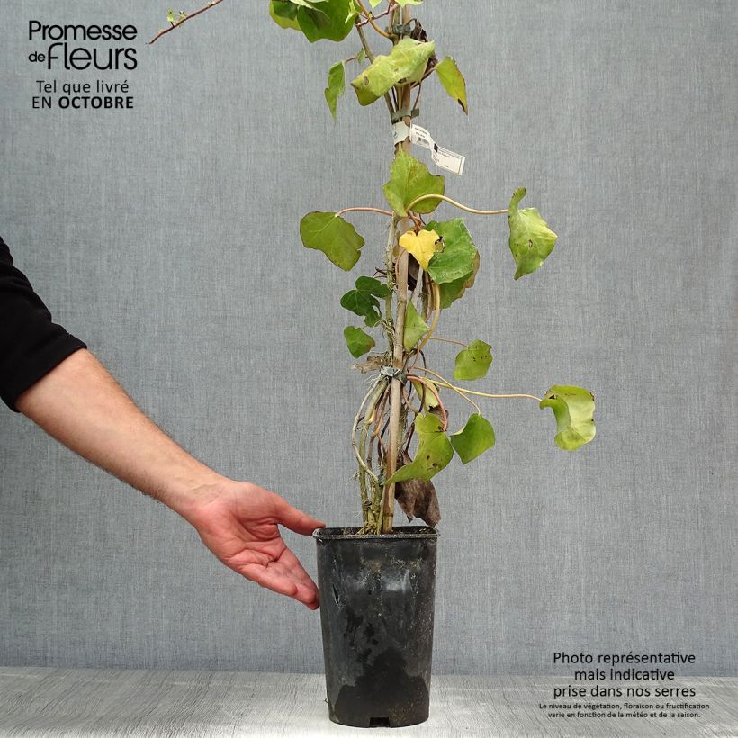 Ejemplar de Hiedra de Persia - Hedera colchica Maceta 2L/3L entregado en otoño