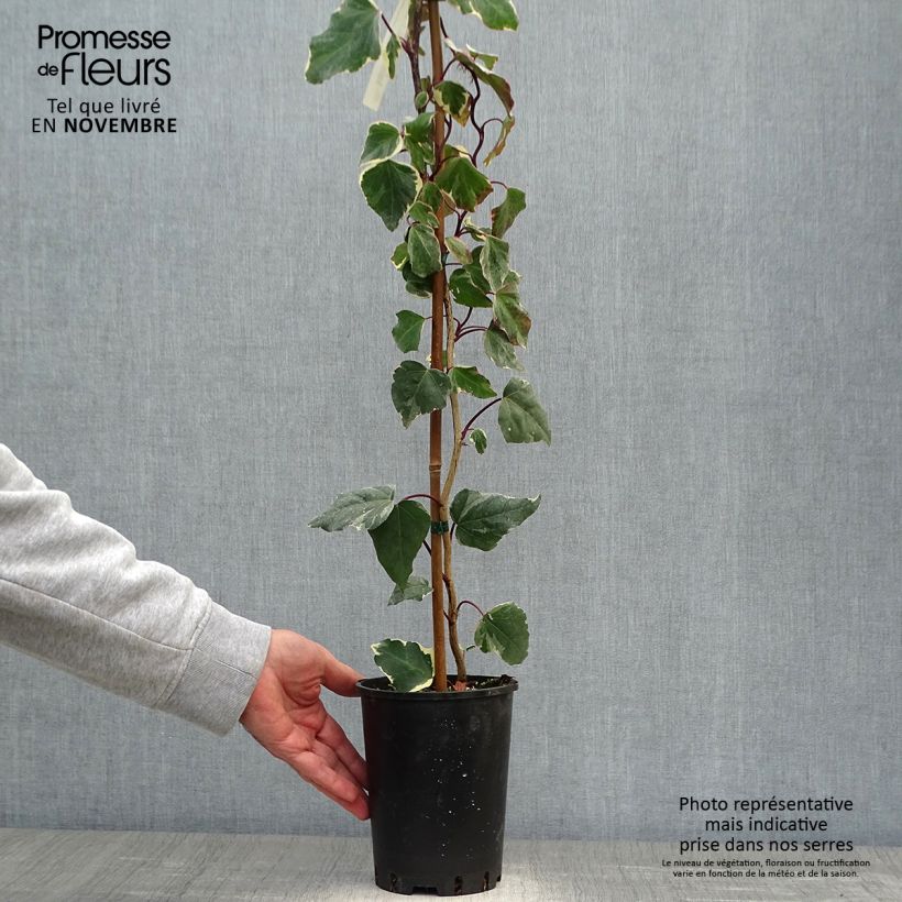 Ejemplar de Hiedra de Argelia Gloire de Marengo Maceta 2L/3L entregado en otoño