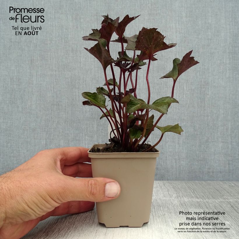Ejemplar de Ligularia Osiris Cafe Noir Maceta de 8/9 cm entregado en verano