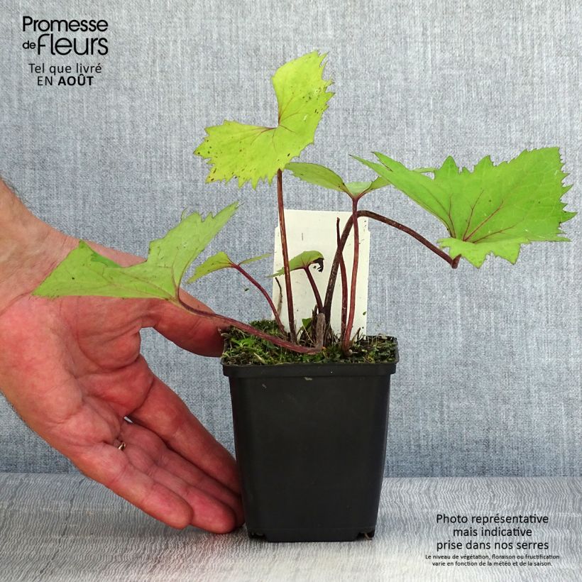 Ejemplar de Ligularia stenocephala Little Rocket Maceta de 8/9 cm entregado en verano