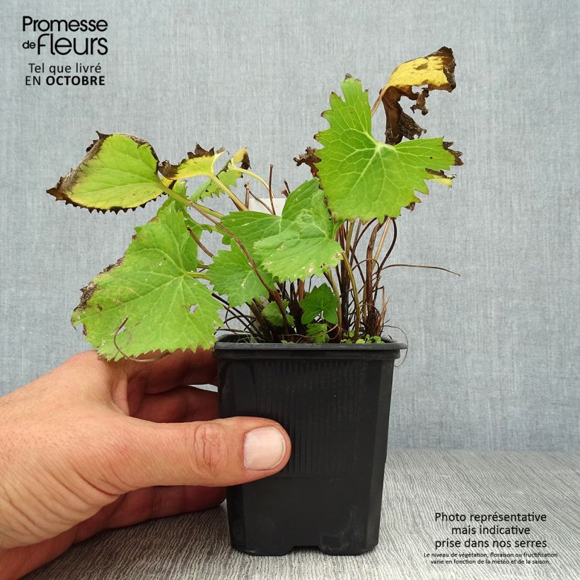 Ejemplar de Ligularia stenocephala The Rocket Maceta de 8/9 cm entregado en otoño