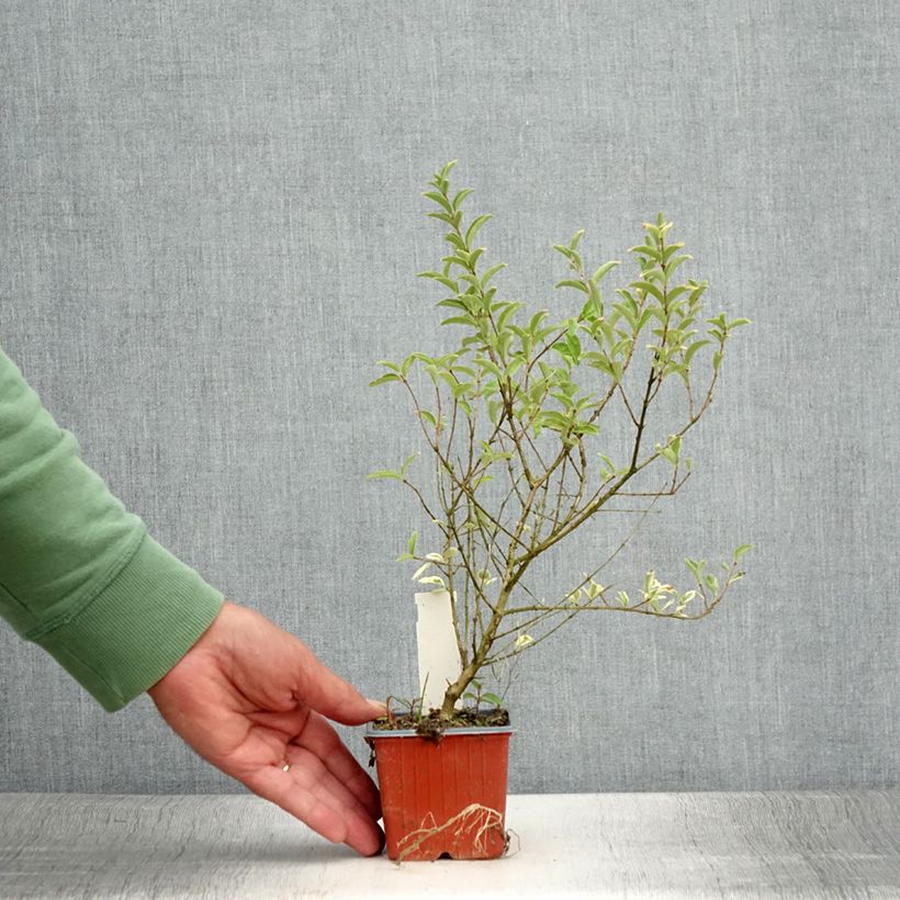 Ejemplar de Ligustrum ibota Musli - Aligustre Maceta de 8/9 cm entregado en verano