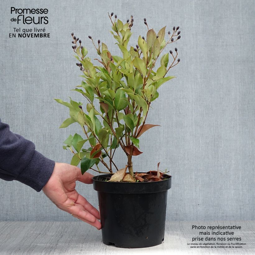 Ejemplar de Aligustre del Japón Green Century - Ligustrum japonicum Maceta 2L/3L entregado en otoño