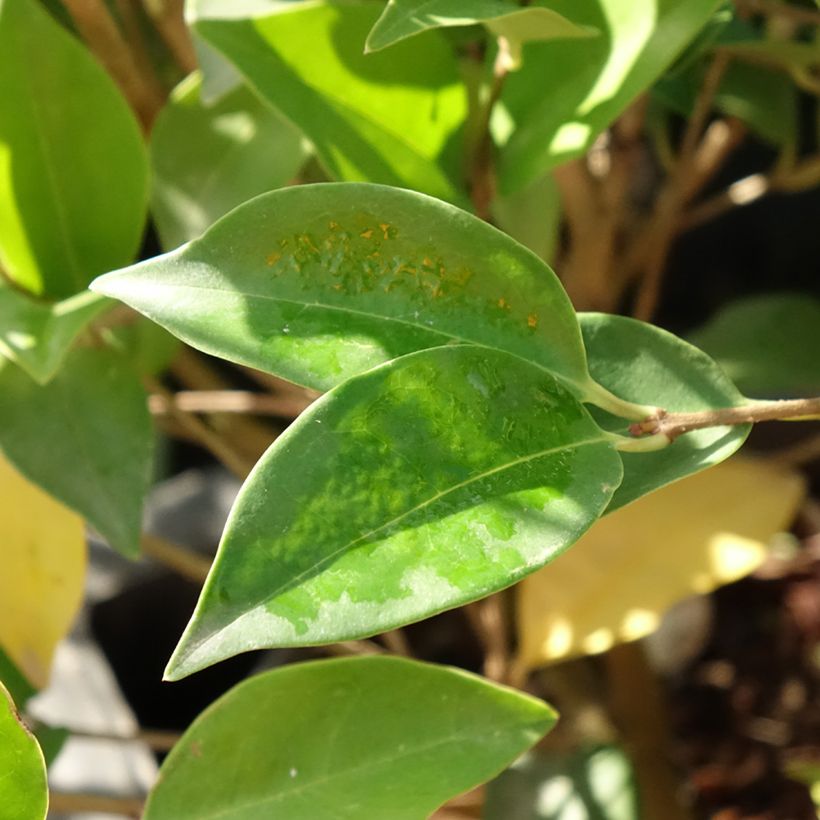 Aligustre del Japón Korean Dwarf - Ligustrum japonicum (Follaje)