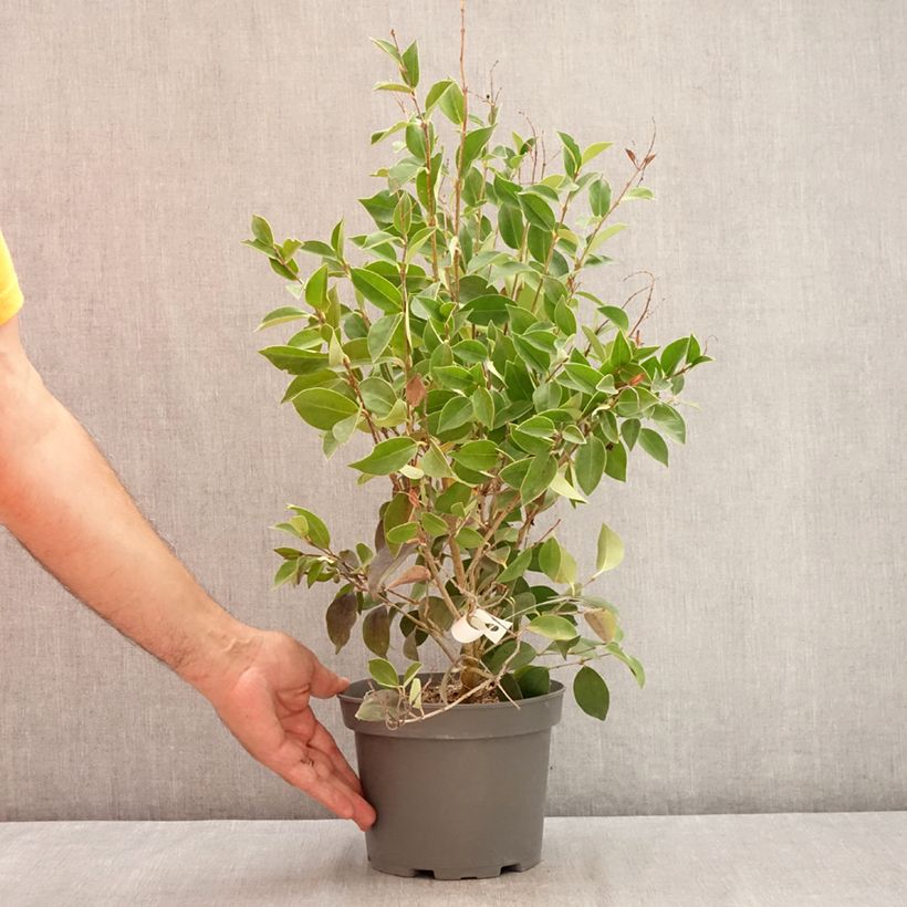 Ejemplar de Aligustre del Japón Korean Dwarf - Ligustrum japonicum Maceta 3L/4L entregado en verano