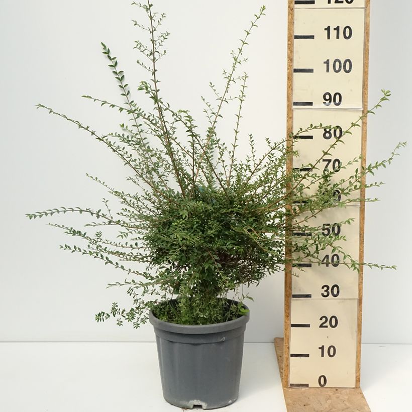Ejemplar de Ligustrum jonandrum - Aligustre jonandro Maceta 12L/15L entregado en verano