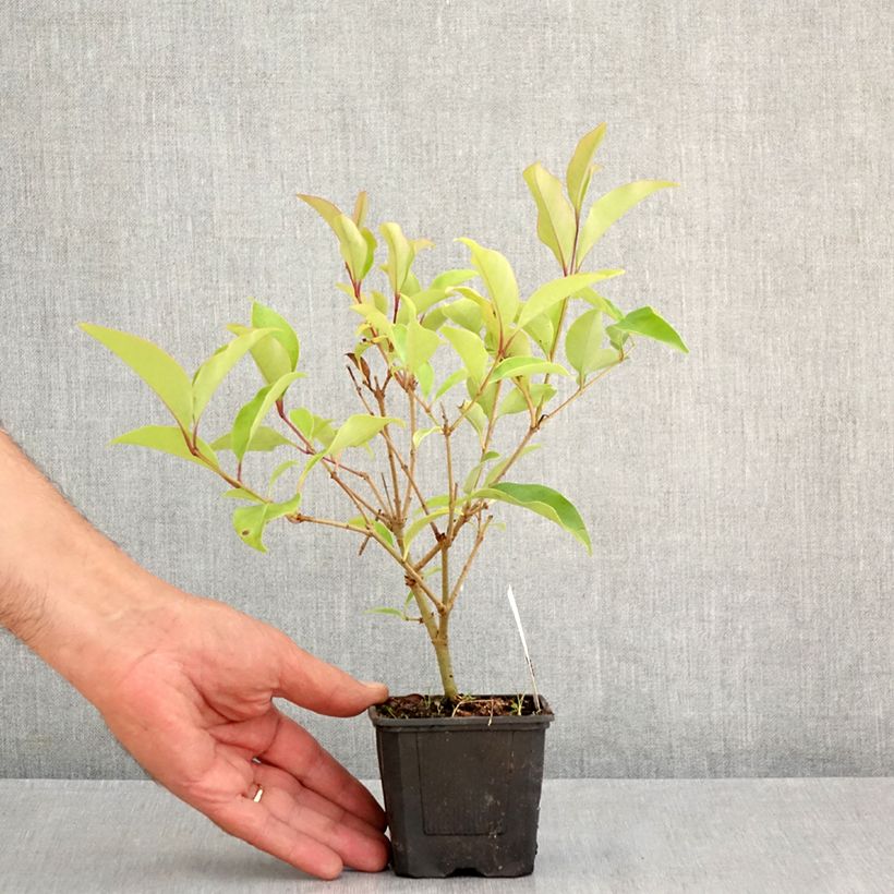 Ejemplar de Ligustrum lucidum Green Screen - Aligustre de China Maceta de 8/9 cm entregado en verano