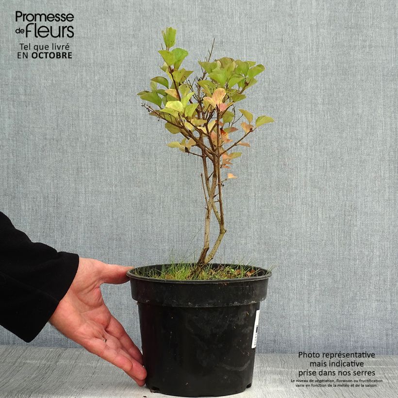 Ejemplar de Lila Red Pixie - Syringa microphylla Maceta 3L/4L entregado en otoño