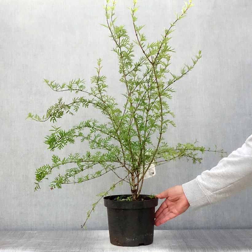 Ejemplar de Syringa afghanica - Lila Maceta 4L/5LAltura de entrega aprox. 40/50cm entregado en verano