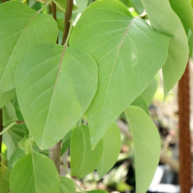 Lila Kindy Rose - Syringa vulgaris (Follaje)