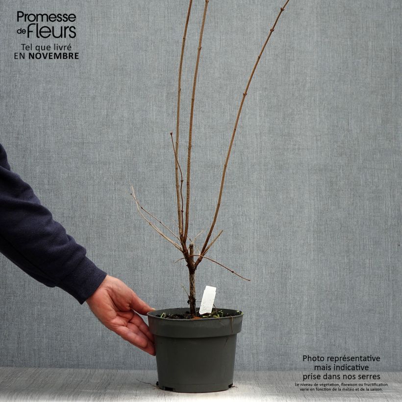 Ejemplar de Lila Superba - Syringa microphylla Maceta 2L/3L entregado en otoño