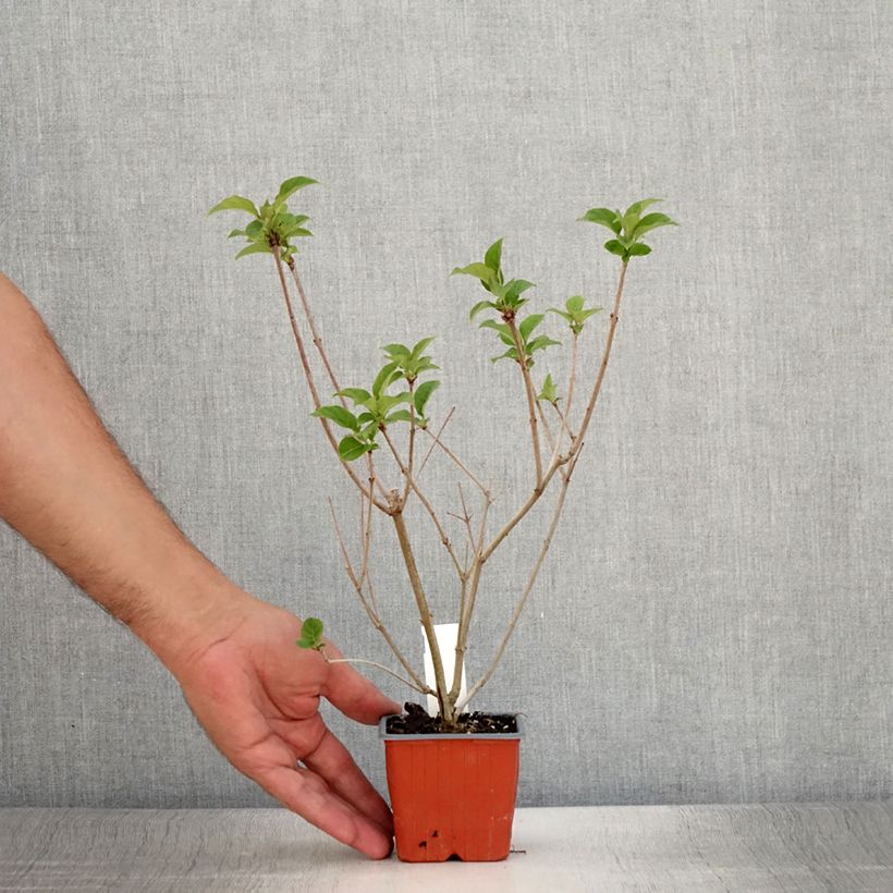 Ejemplar de Syringa josikae - Lila Maceta de 8/9 cm entregado en verano