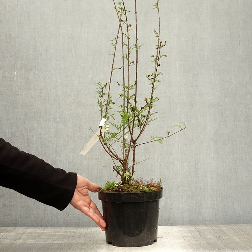 Ejemplar de Lila var. Laciniata - Syringa persica Maceta 3L/4L entregado en otoño