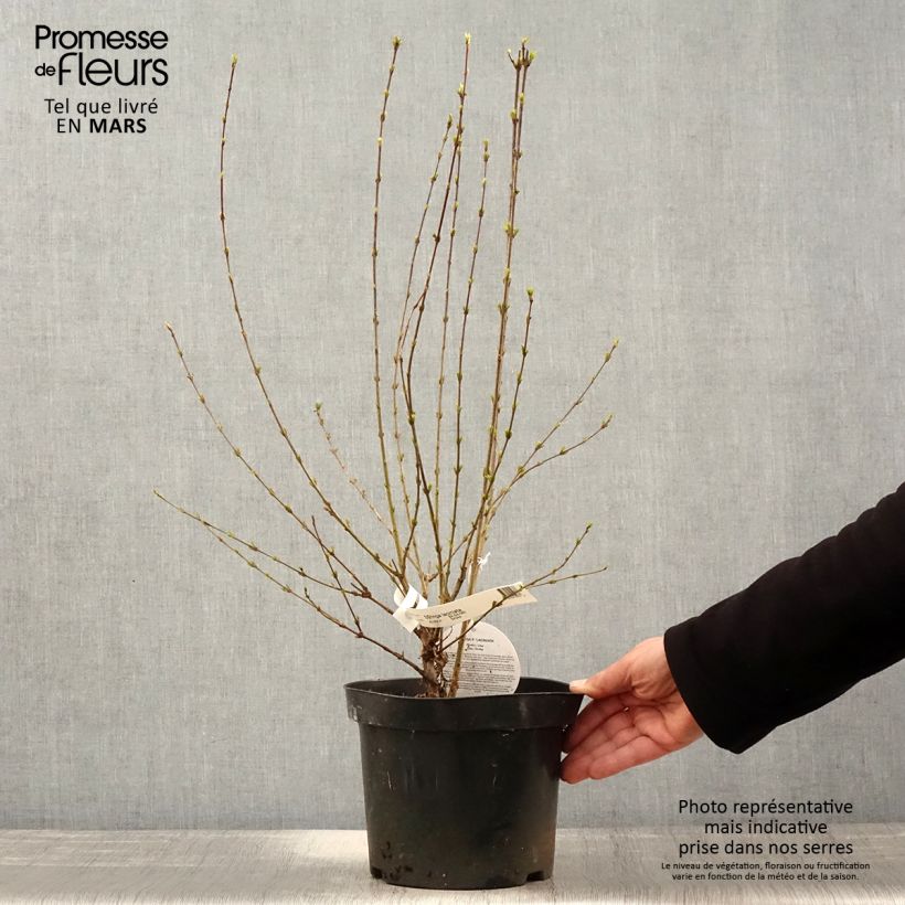 Lila var. Laciniata - Syringa persica Maceta 3L/4LAltura de entrega aprox. 30/40cm Ejemplar entregado en la primavera