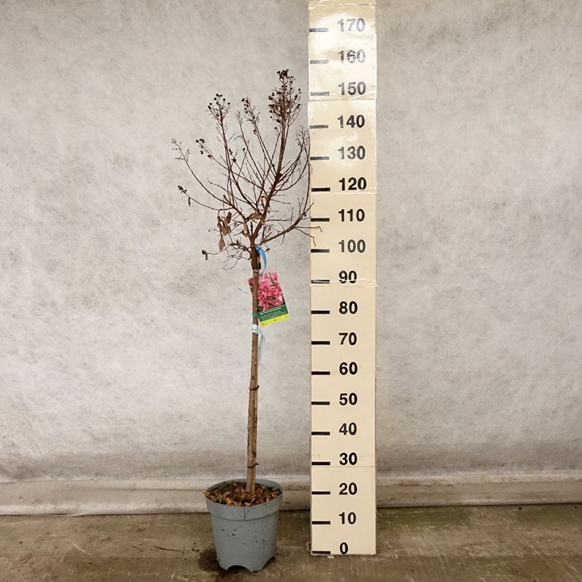 Ejemplar de Árbol de Júpiter Berry Dazzle - Lagerstroemia indica Maceta 7,5L/10L entregado en otoño