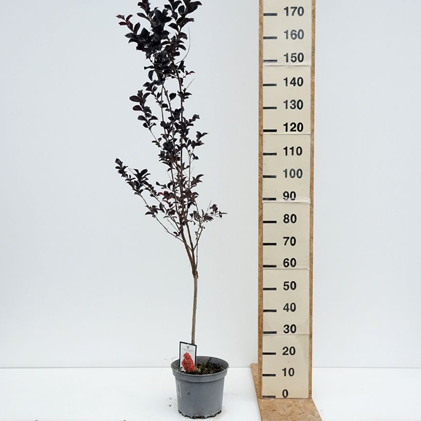 Ejemplar de Árbol de Júpiter Black Solitaire Best Red - Lagerstroemia indica Maceta 7,5L/10L entregado en verano