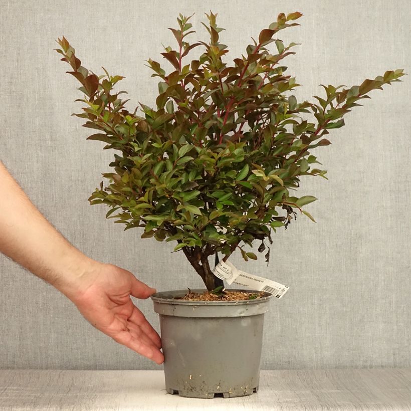 Ejemplar de Árbol de Júpiter Enduring Red - Lagerstroemia indica Maceta 3L/4L entregado en verano