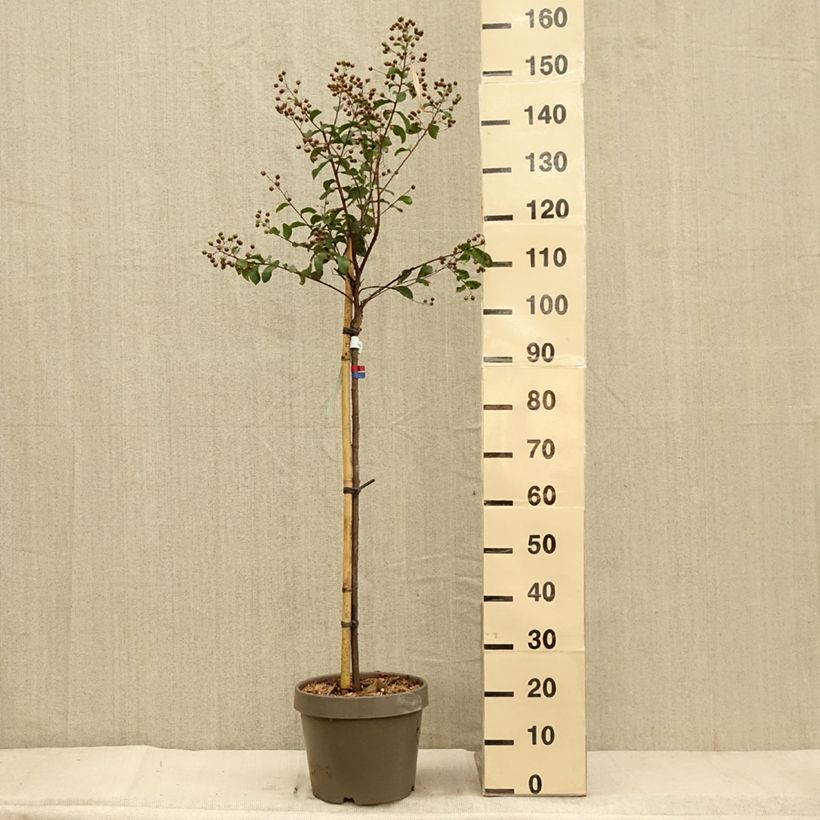 Ejemplar de Árbol de Júpiter Eveline - Lagerstroemia indica Maceta 7,5L/10L entregado en otoño