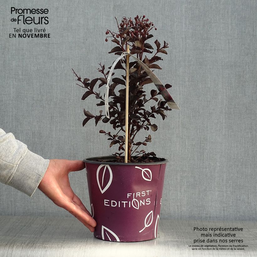 Ejemplar de Árbol de Júpiter Midnight Magic - Lagerstroemia indica Maceta 3L/4L entregado en otoño