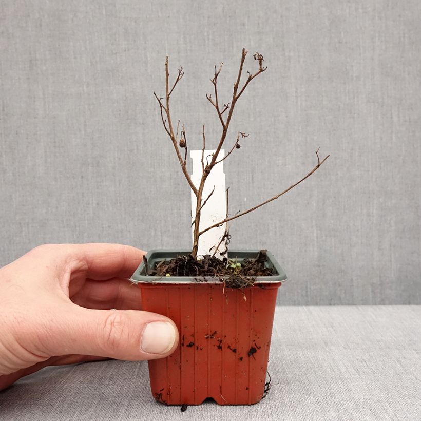 Árbol de Júpiter Virgin With Love - Lagerstroemia indica Maceta de 8/9 cm Ejemplar entregado en invierno