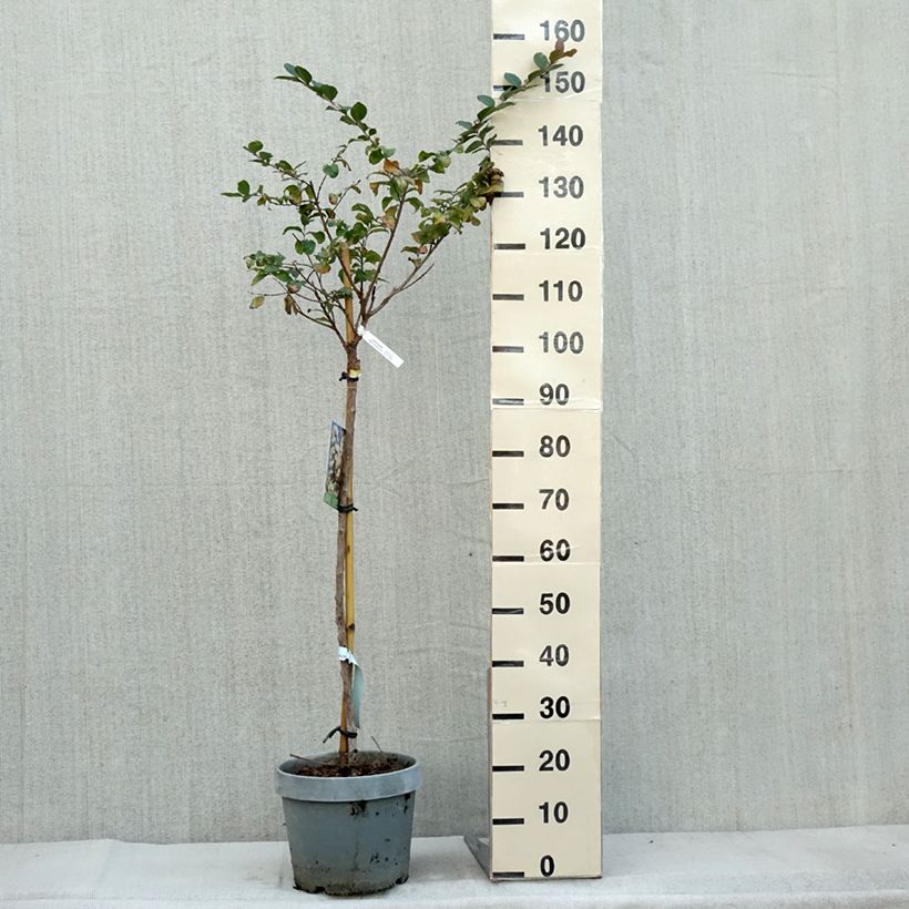 Ejemplar de Árbol de Júpiter White Chocolate - Lagerstroemia indica Maceta 7,5L/10L entregado en otoño