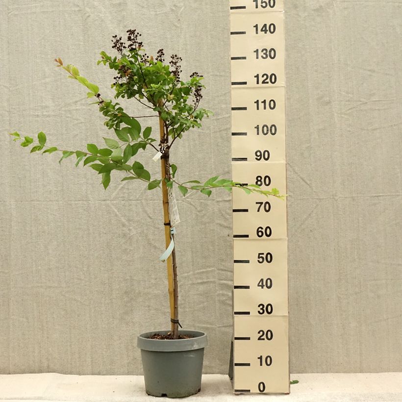 Ejemplar de Árbol de Júpiter White Chocolate - Lagerstroemia indica Maceta 7,5L/10L entregado en verano
