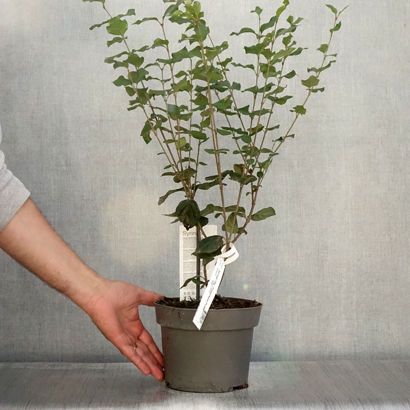 Ejemplar de Lilo enano Flowerfesta Purple - Syringa meyeri Maceta 3L/4L entregado en otoño