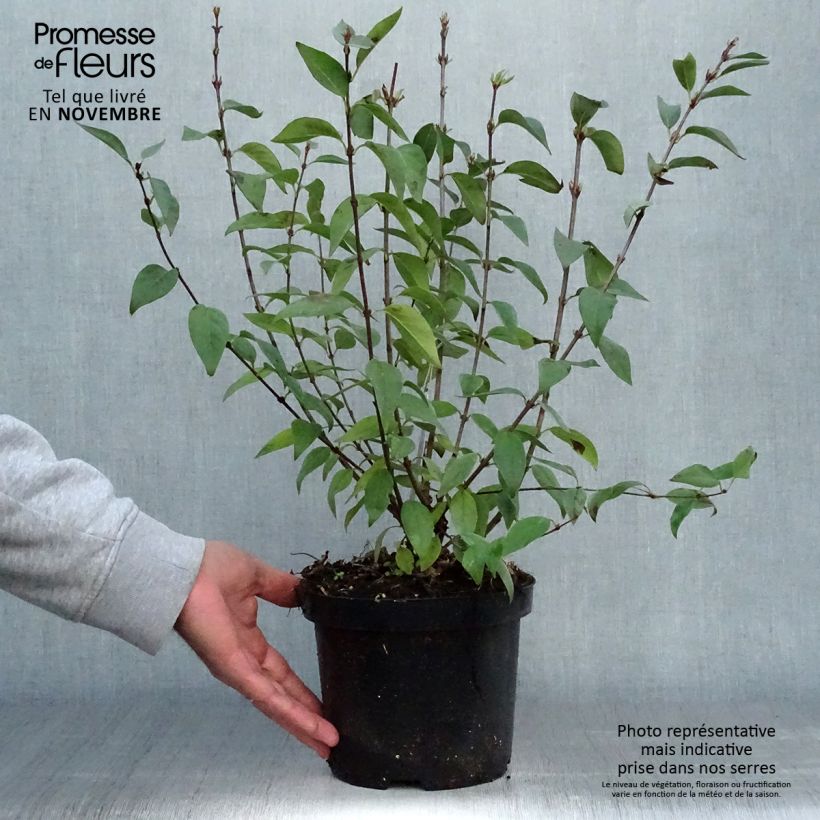 Ejemplar de Lilo chino Saugeana - Syringa chinensis Maceta 2L/3L entregado en otoño