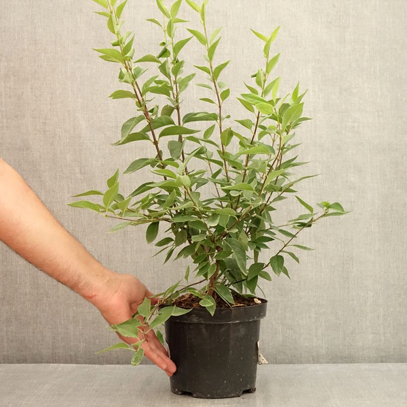 Ejemplar de Lilo chino Saugeana - Syringa chinensis Maceta 2L/3L entregado en verano
