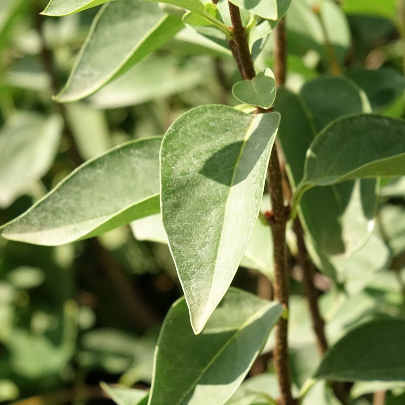 Lilo chino Saugeana - Syringa chinensis (Follaje)