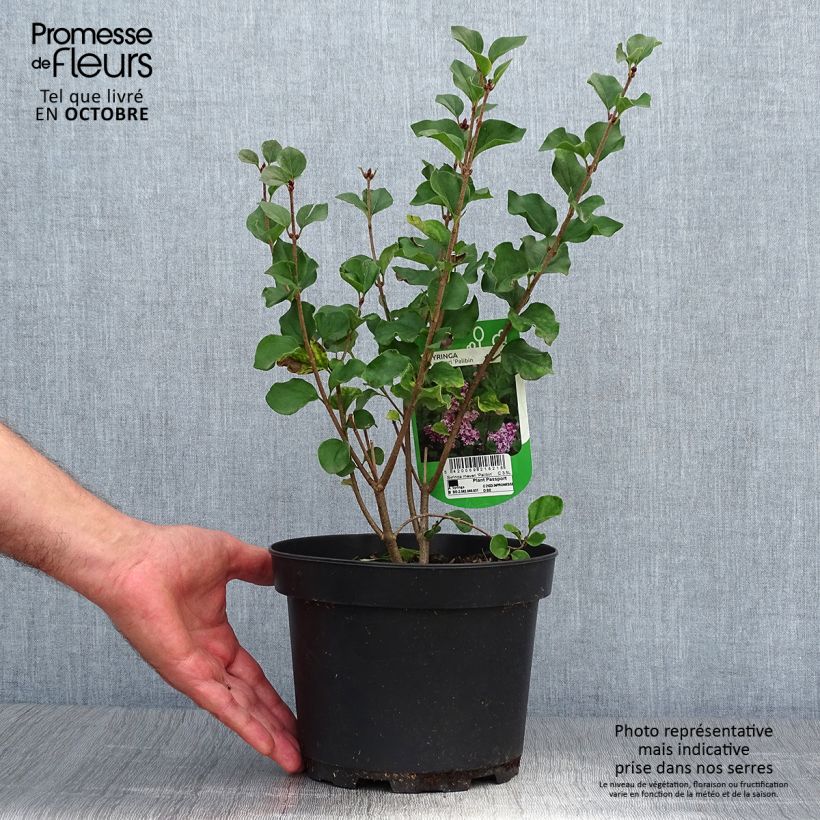 Ejemplar de Lilo enano Palibin - Syringa meyeri Maceta 2L/3L entregado en otoño
