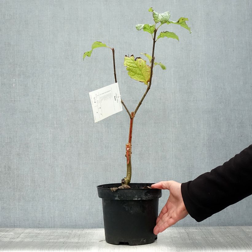 Ejemplar de Lila Aurea - Syringa villosa Maceta 4L/5L entregado en otoño