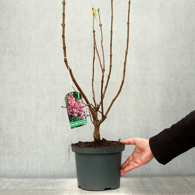 Ejemplar de Lila Belle de Nancy - Syringa vulgaris Maceta 3L/4L entregado en otoño