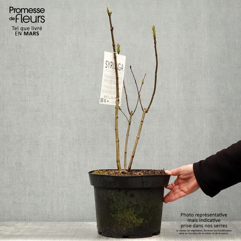 Lila Charles Joly - Syringa vulgaris Maceta 7,5L/10LAltura de entrega aprox. 70+cm Ejemplar entregado en la primavera